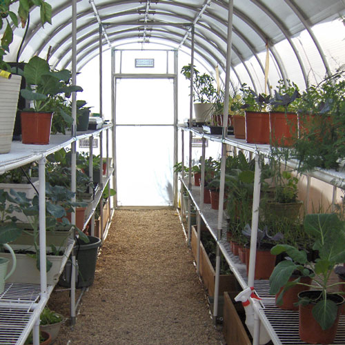 Inside of 8' X 16' solexx gardeners oasis small greenhouse with plants arranged on the bench frames