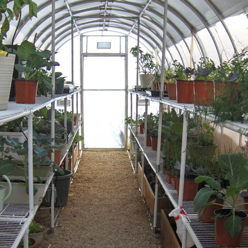 Inside of 8' X 16' solexx gardeners oasis small greenhouse with plants arranged on the bench frames 