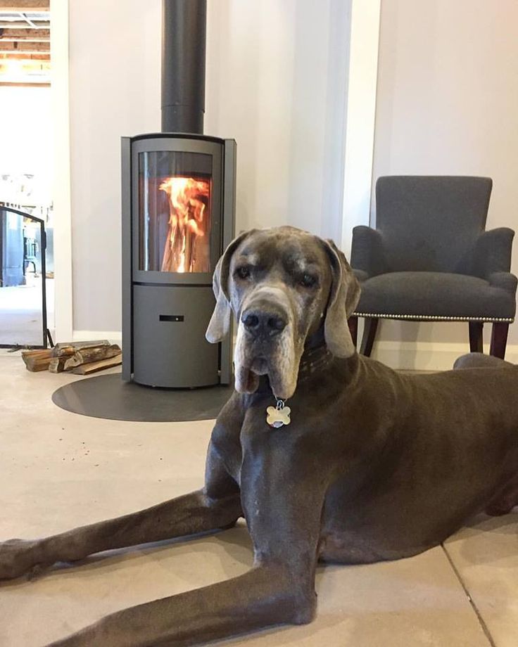 Large dog lying on the floor in front of a modern wood stove. modern rotating wood stove
360 degree fireplace
eco-friendly wood stove
high efficiency fireplace
clean burning wood stove
European design fireplace
contemporary wood-burning stove
STUV 30 fireplace  wood stove dealer Modern fireplaces in Bend Oregon Central and Southern Oregon Eastern Oregon Idaho Washington Northern California Nevada Utah luxury fireplace design
statement fireplace for living room
energy efficient heating solutions
designer woo