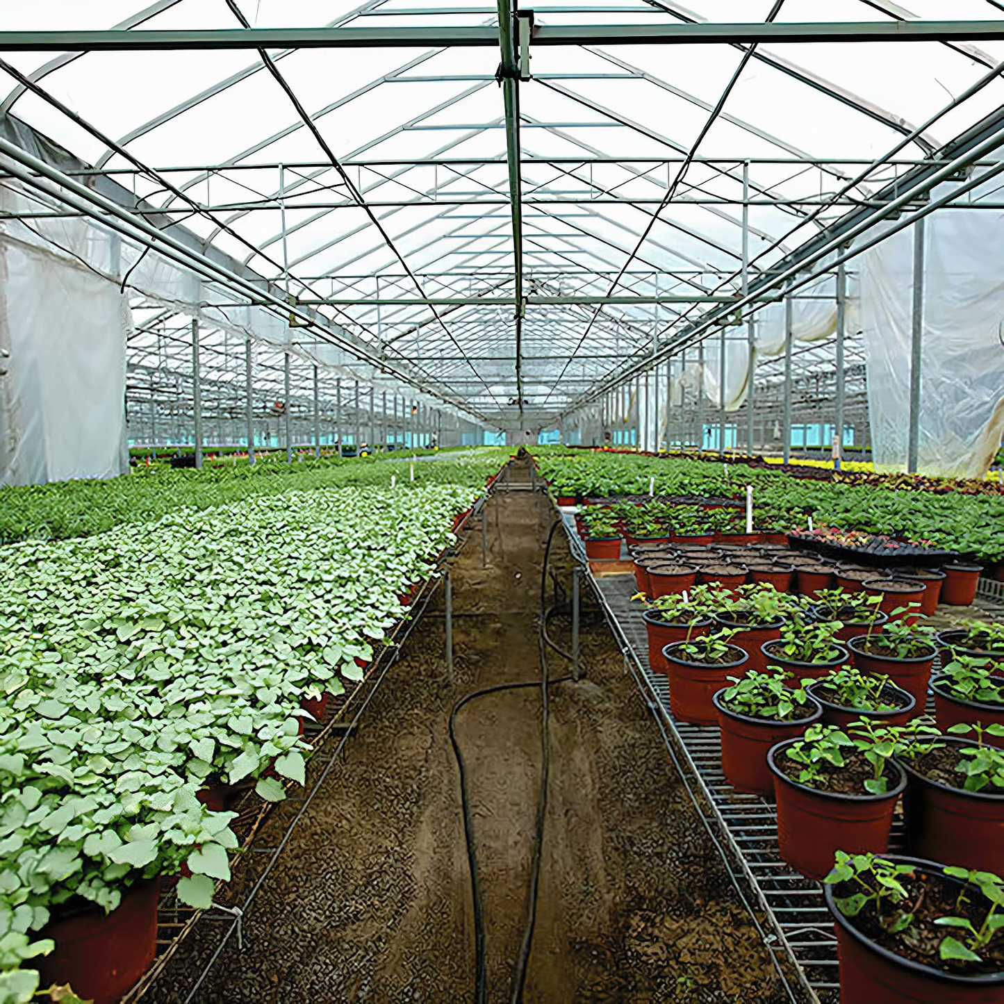 Griffin Sunmaster - 6 mil 4 year Clear UV Resistant Polythene Thermal Greenhouse Film