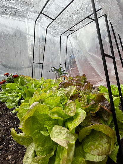 Griffin Sunmaster - 6 mil 4 year Clear UV Resistant Polythene Thermal Greenhouse Film