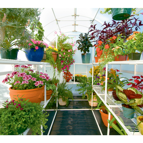 Interior view of 8' X 12' solexx gardeners oasis small greenhouse with plants and flowers arrange on the four bench frames